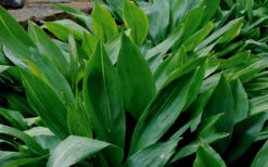 Cast Iron Plant - 1 Gallon Pot -Wilson Bros Gardens Cast Iron Plant 1