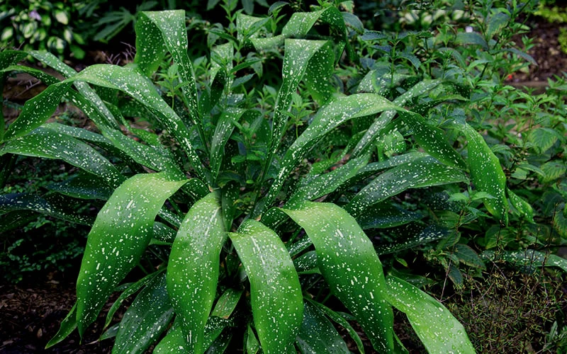 Milky Way Cast Iron Plant - 3 Gallon Pot 6 Milky Way Cast Iron Plant - 3 Gallon Pot - Image 6