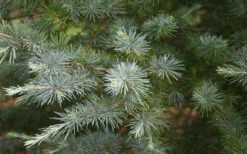 Patti Faye Deodar Cedar - 7 Gallon Pot -Wilson Bros Gardens Ceadr Deodar Patti Faye 6