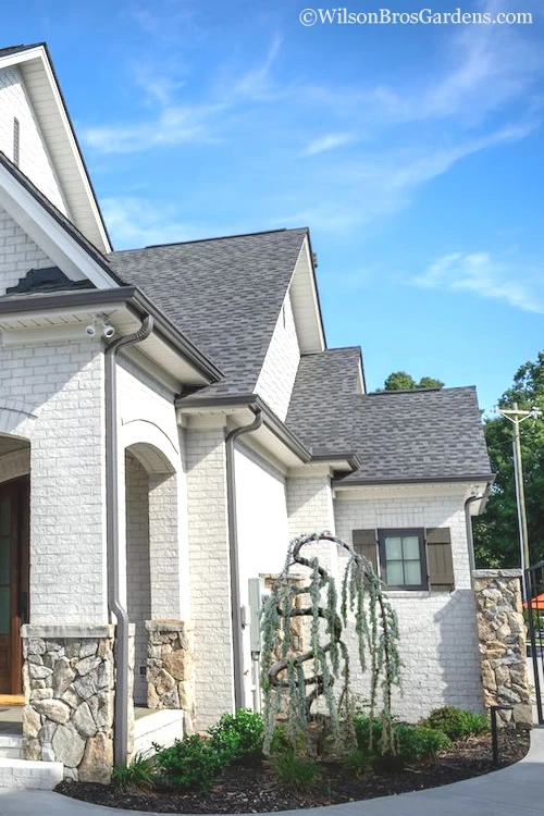 Serpentine Weeping Blue Atlas Cedar - 2 Gallon Pot 5 Serpentine Weeping Blue Atlas Cedar - 2 Gallon Pot - Image 5