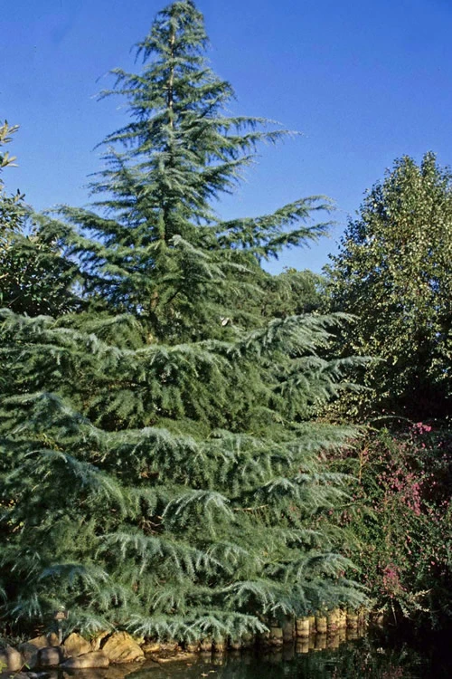 Deodar Cedar Tree - 6 Pack Of 1 Gallon Pots 5 Deodar Cedar Tree - 6 Pack Of 1 Gallon Pots - Image 5