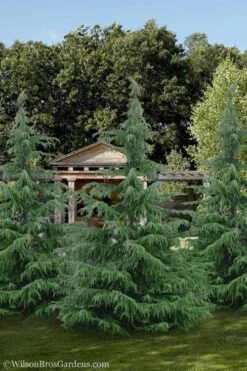 Deodar Cedar Tree - 1 Gallon Pot -Wilson Bros Gardens Cedar Deodar 24 1