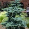 Horstmann Dwarf Blue Atlas Cedar - 2 Gallon Pot