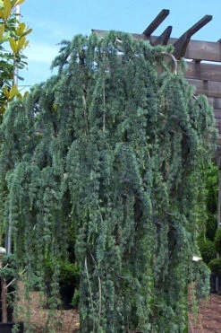 Weeping Blue Atlas Cedar - 1 Gallon Pot -Wilson Bros Gardens Cedar Weeping Blue Atlas 1
