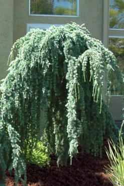 Weeping Blue Atlas Cedar - 1 Gallon Pot -Wilson Bros Gardens Cedar Weeping Blue Atlas 4