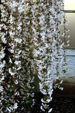 Snow Fountain Weeping Cherry Tree - 7 Gallon Pot (3.5-4' Ht) -Wilson Bros Gardens Cherry Snow Fountain 2