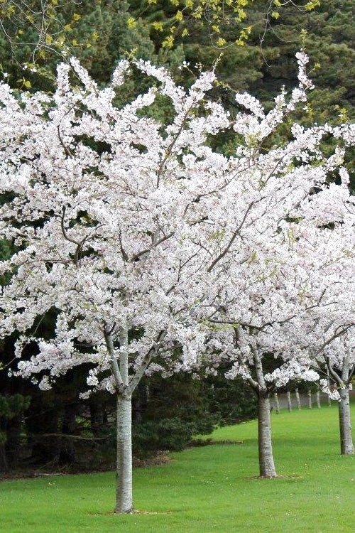 Yoshino Flowering Cherry Tree - 3 Gallon Pot 1 Yoshino Flowering Cherry Tree - 3 Gallon Pot