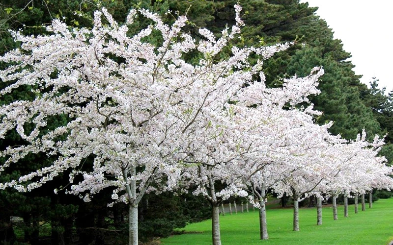 Yoshino Flowering Cherry Tree - 3 Gallon Pot 4 Yoshino Flowering Cherry Tree - 3 Gallon Pot - Image 4