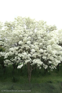 Chinese Fringe Tree - Chionanthus Retusus - 1 Gallon Pot