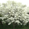 Chinese Fringe Tree - Chionanthus Retusus - 5 Gallon Pot (6-7')