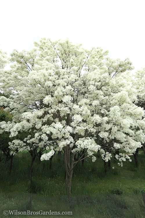 Chinese Fringe Tree - Chionanthus Retusus - 7 Gallon Pot (3-4') 1 Chinese Fringe Tree - Chionanthus Retusus - 7 Gallon Pot (3-4')