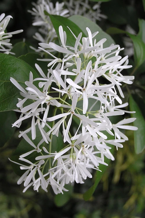 China Doll Fringetree - 2 Gallon Pot 4 China Doll Fringetree - 2 Gallon Pot - Image 4