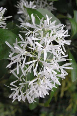 Chinese Fringe Tree - Single Trunk (Chionanthus Retusus) - 7 Gallon Pot (6-7') -Wilson Bros Gardens Chinese Fringe Tree 3 5
