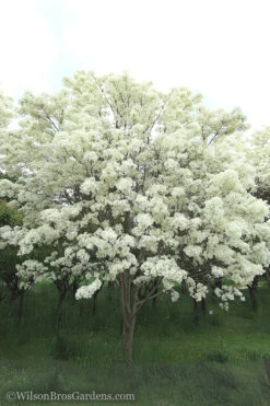 Chinese Fringe Tree - Chionanthus Retusus - 7 Gallon Pot (3-4') 13 Chinese Fringe Tree - Chionanthus Retusus - 7 Gallon Pot (3-4') -Wilson Bros Gardens Chinese Fringe Tree 5