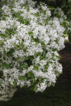 Chinese Fringe Tree - Chionanthus Retusus - 1 Gallon Pot -Wilson Bros Gardens Chinese Fringe Tree 6 2