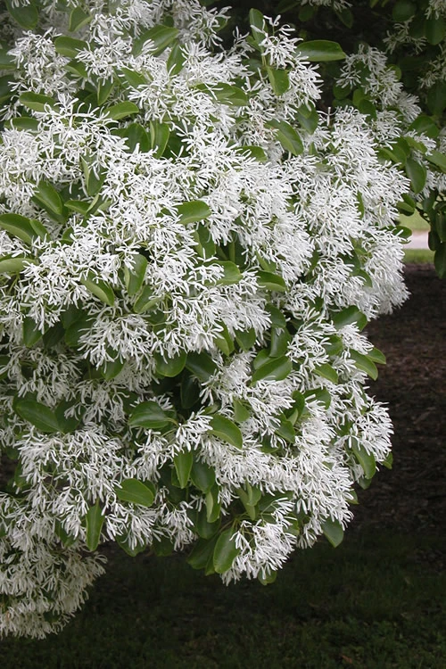 Chinese Fringe Tree - Chionanthus Retusus - 7 Gallon Pot (3-4') 5 Chinese Fringe Tree - Chionanthus Retusus - 7 Gallon Pot (3-4') - Image 5