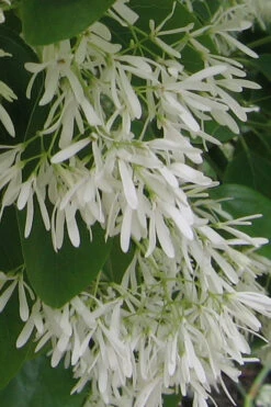 Chinese Fringe Tree - Chionanthus Retusus - 3 Gallon Pot -Wilson Bros Gardens Chinese Fringe Tree 7 1