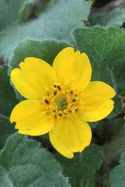 Superstar Green And Gold (Chrysogonum) - 3 Pack Of Quart Pots -Wilson Bros Gardens Chrysogonum Superstar Green And Gold 2