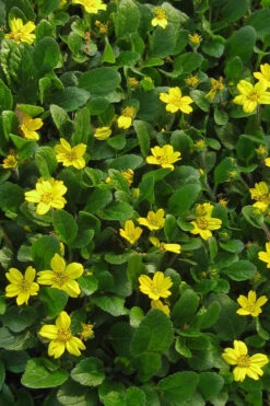 Superstar Green And Gold (Chrysogonum) - 3 Pack Of Quart Pots -Wilson Bros Gardens Chrysogonum Superstar Green And Gold