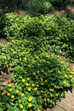 Superstar Green And Gold (Chrysogonum) - 3 Pack Of Quart Pots -Wilson Bros Gardens Chrysogonum Superstar Green And Gold 3