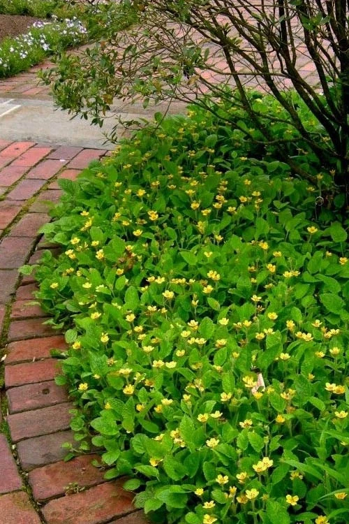 Chrysogonum Green And Gold (Goldenstar) - 10 Pack Of 4" Pots 5 Chrysogonum Green And Gold (Goldenstar) - 10 Pack Of 4" Pots - Image 5