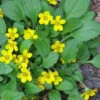 Chrysogonum Green And Gold (Goldenstar) - 10 Pack Of 4" Pots