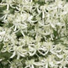 Sweet Autumn Clematis Terniflora - 3 Gallon Pot