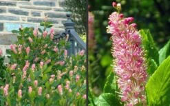 Ruby Spice Summersweet (Clethra) - 3 Gallon Pot 11 Ruby Spice Summersweet (Clethra) - 3 Gallon Pot -Wilson Bros Gardens Clethra Ruby Spice 2