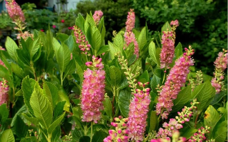 Ruby Spice Summersweet (Clethra) - 3 Gallon Pot 4 Ruby Spice Summersweet (Clethra) - 3 Gallon Pot - Image 4