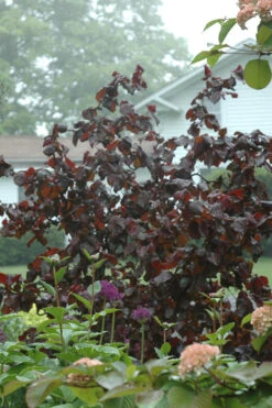 Red Dragon Contorted Filbert - Corylus Avellena - 2 Gallon Pot