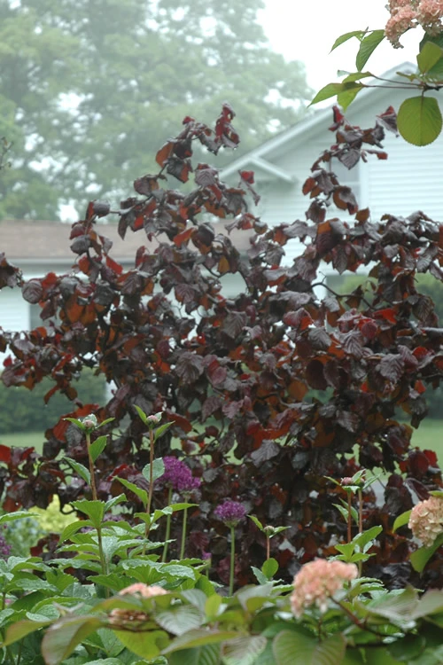 Red Dragon Contorted Filbert - Corylus Avellena - 2 Gallon Pot 1 Red Dragon Contorted Filbert - Corylus Avellena - 2 Gallon Pot
