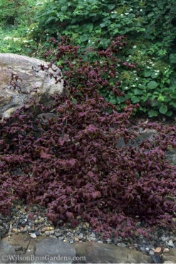 Red Dragon Contorted Filbert - Corylus Avellena - 3 Gallon Pot 8 Red Dragon Contorted Filbert - Corylus Avellena - 3 Gallon Pot -Wilson Bros Gardens Contorted Filbert Red Dragon 7 2