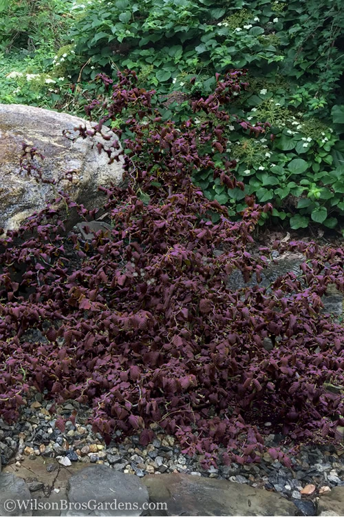 Red Dragon Contorted Filbert - Corylus Avellena - 2 Gallon Pot 3 Red Dragon Contorted Filbert - Corylus Avellena - 2 Gallon Pot - Image 3