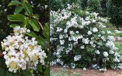 Acoma Weeping White Crape Myrtle - 3 Gallon Pot (4-5'+) 11 Acoma Weeping White Crape Myrtle - 3 Gallon Pot (4-5'+) -Wilson Bros Gardens Crape Myrtle Acoma 3 1