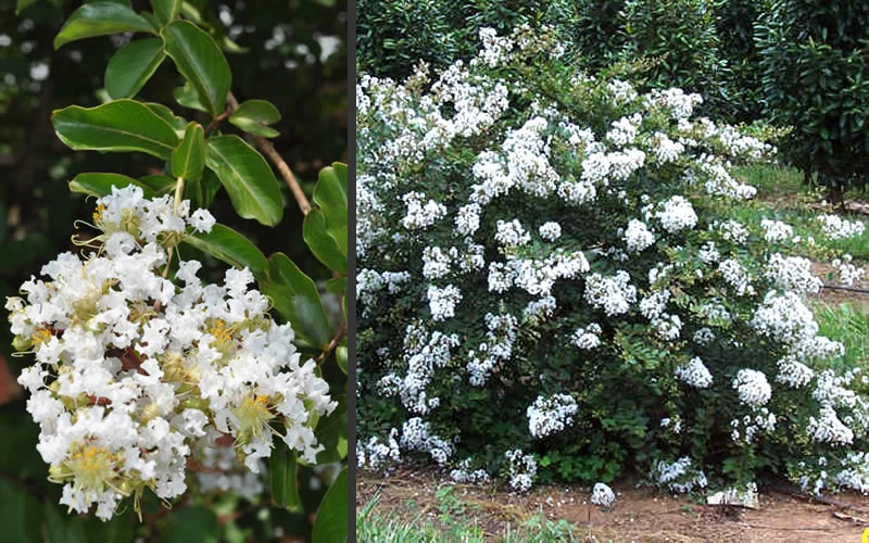 Acoma Weeping White Crape Myrtle - 3 Gallon Pot (4-5'+) 6 Acoma Weeping White Crape Myrtle - 3 Gallon Pot (4-5'+) - Image 6