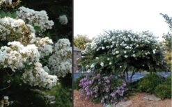Acoma Weeping White Crape Myrtle - 3 Gallon Pot (4-5'+) 10 Acoma Weeping White Crape Myrtle - 3 Gallon Pot (4-5'+) -Wilson Bros Gardens Crape Myrtle Acoma 4 1
