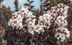 Black Diamond Pure White Crape Myrtle - 3 Gallon Pot 7 Black Diamond Pure White Crape Myrtle - 3 Gallon Pot -Wilson Bros Gardens Crape Myrtle Black Diamond Pure White 50