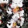 Black Diamond Pure White Crape Myrtle - 3 Gallon Pot