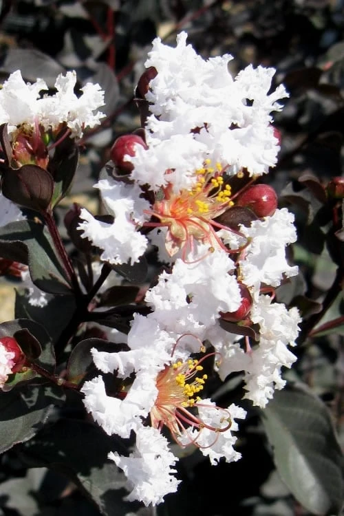 Black Diamond Pure White Crape Myrtle - 3 Gallon Pot 1 Black Diamond Pure White Crape Myrtle - 3 Gallon Pot