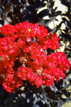 Black Diamond Red Hot Crape Myrtle - 2 Gallon Pot