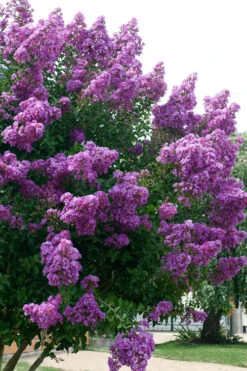 Catawba Purple Crape Myrtle - 5 Gallon Pot 9 Catawba Purple Crape Myrtle - 5 Gallon Pot -Wilson Bros Gardens Crape Myrtle Catawba 500x750 1
