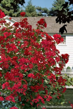 Colorama Scarlet Red Crape Myrtle - 7 Gallon Pot (5-6') 7 Colorama Scarlet Red Crape Myrtle - 7 Gallon Pot (5-6') -Wilson Bros Gardens Crape Myrtle Colorama Scarlet 1 1