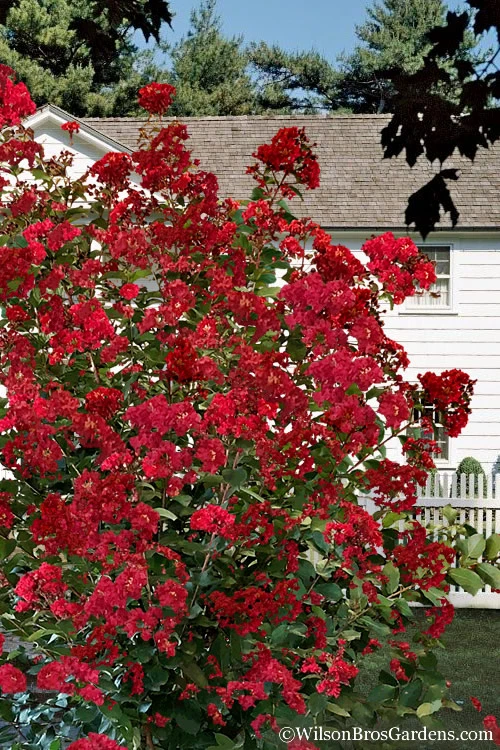 Colorama Scarlet Red Crape Myrtle - 7 Gallon Pot (5-6') 4 Colorama Scarlet Red Crape Myrtle - 7 Gallon Pot (5-6') - Image 4