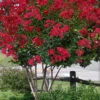 Colorama Scarlet Red Crape Myrtle - 7 Gallon Pot (5-6')