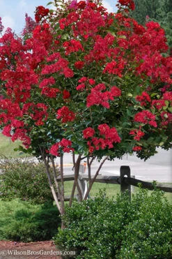 Colorama Scarlet Red Crape Myrtle - 5 Gallon Pot