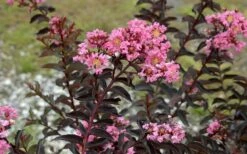 Delta Jazz Crape Myrtle - 2 Gallon Pot 10 Delta Jazz Crape Myrtle - 2 Gallon Pot -Wilson Bros Gardens Crape Myrtle Delta Jazz