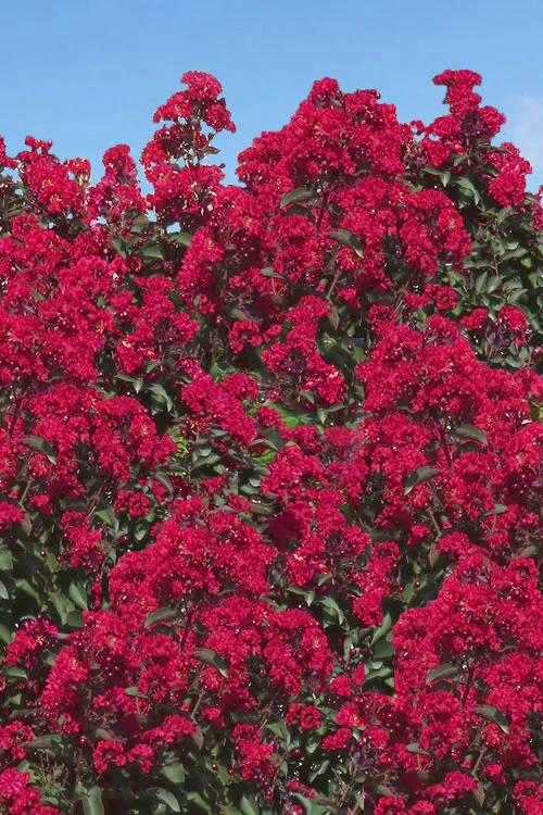 Double Dynamite Crape Myrtle Tree (Single Trunk Tree) - 7 Gallon Pot (6-7') 5 Double Dynamite Crape Myrtle Tree (Single Trunk Tree) - 7 Gallon Pot (6-7') - Image 5