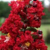 Dynamite Red Crape Myrtle - 6 Pack Of 1 Gallon Pots