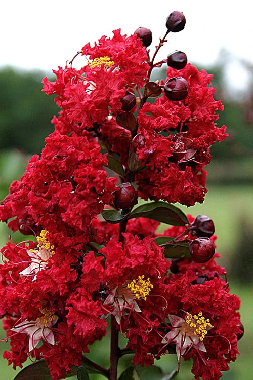 Dynamite Red Crape Myrtle - 6 Pack Of 1 Gallon Pots 1 Dynamite Red Crape Myrtle - 6 Pack Of 1 Gallon Pots