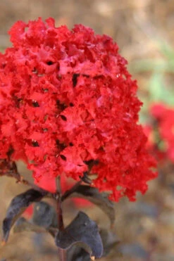 Ebony Flame Crape Myrtle - 2 Gallon Pot